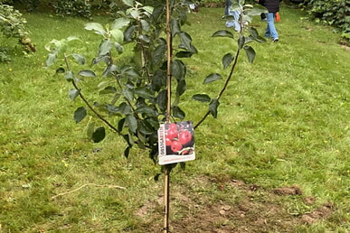 Baumpflanzchallenge 2025